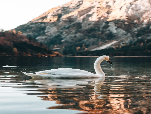 Trumpeter Swan